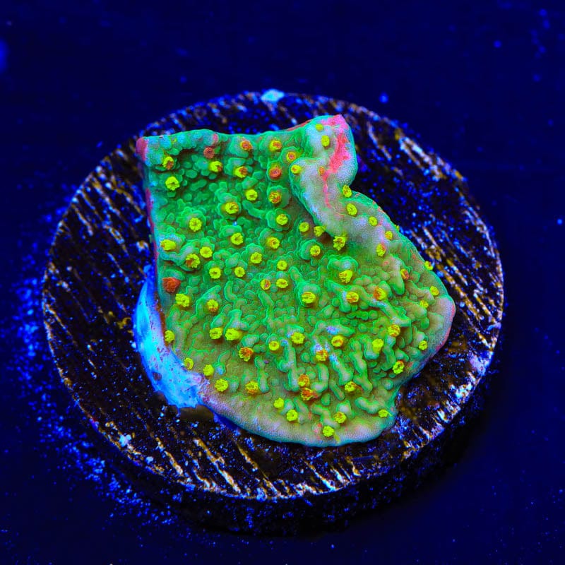 WWC Sunfire Montipora Cap Coral