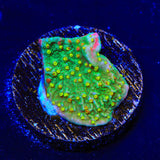 WWC Sunfire Montipora Cap Coral