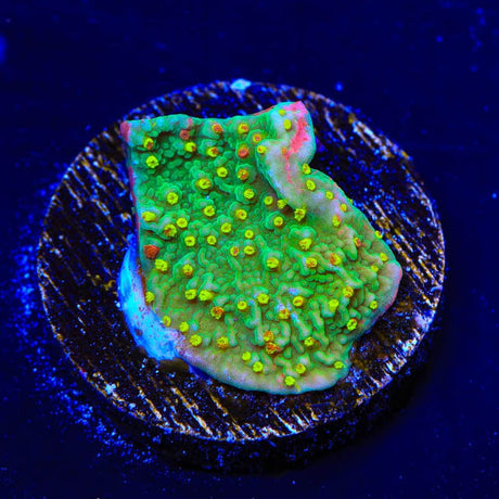 WWC Sunfire Montipora Cap Coral