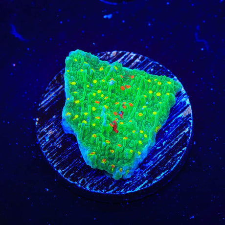 WWC Sunfire Montipora Cap Coral