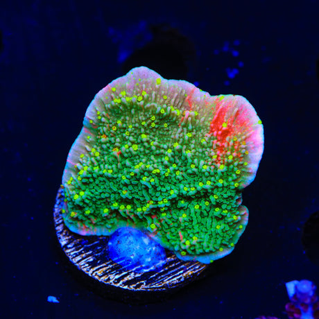 WWC Sunfire Montipora Cap Coral