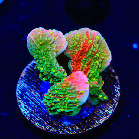 WWC Sunfire Montipora Cap Coral