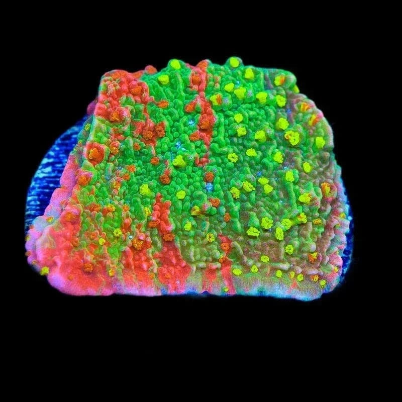 Sunfire Grafted Montipora Cap Coral – Top Shelf Aquatics