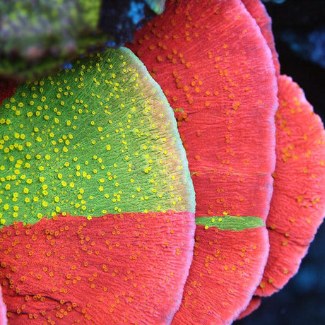 WWC Sunfire Montipora Cap Coral