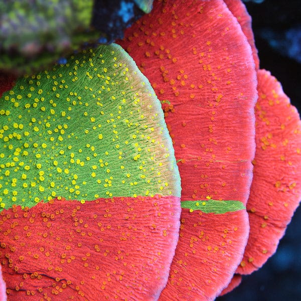 Sunfire Grafted Montipora Cap Coral – Top Shelf Aquatics