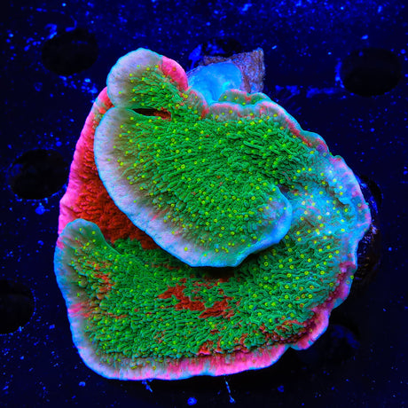 WWC Sunfire Montipora Cap XL Frag Coral