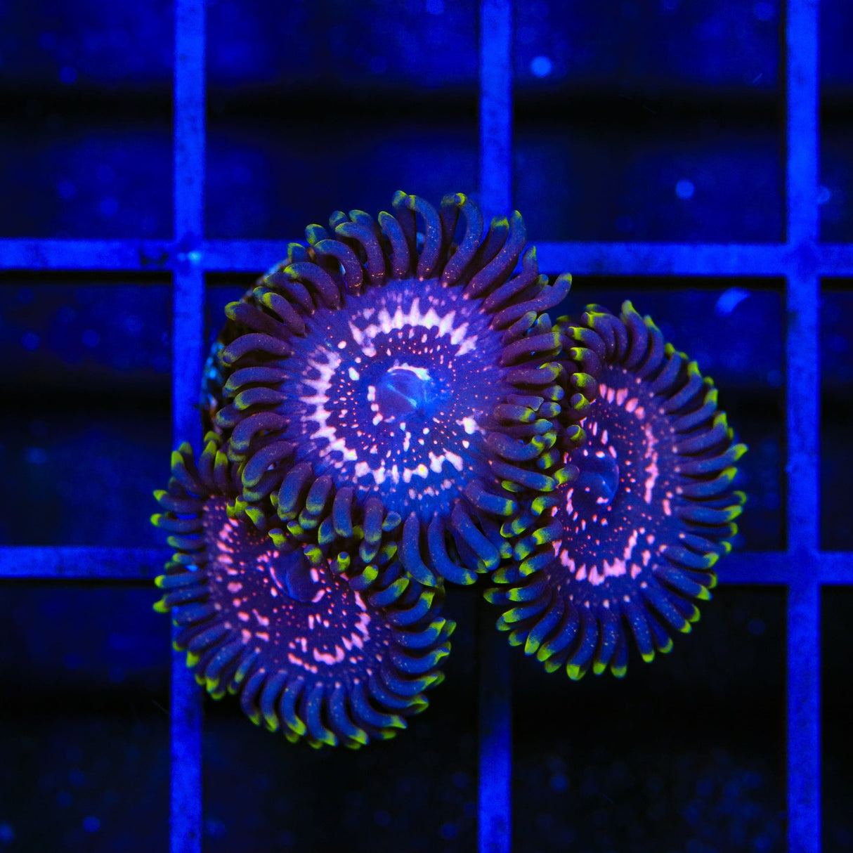 WWC Taser Zoanthids Coral