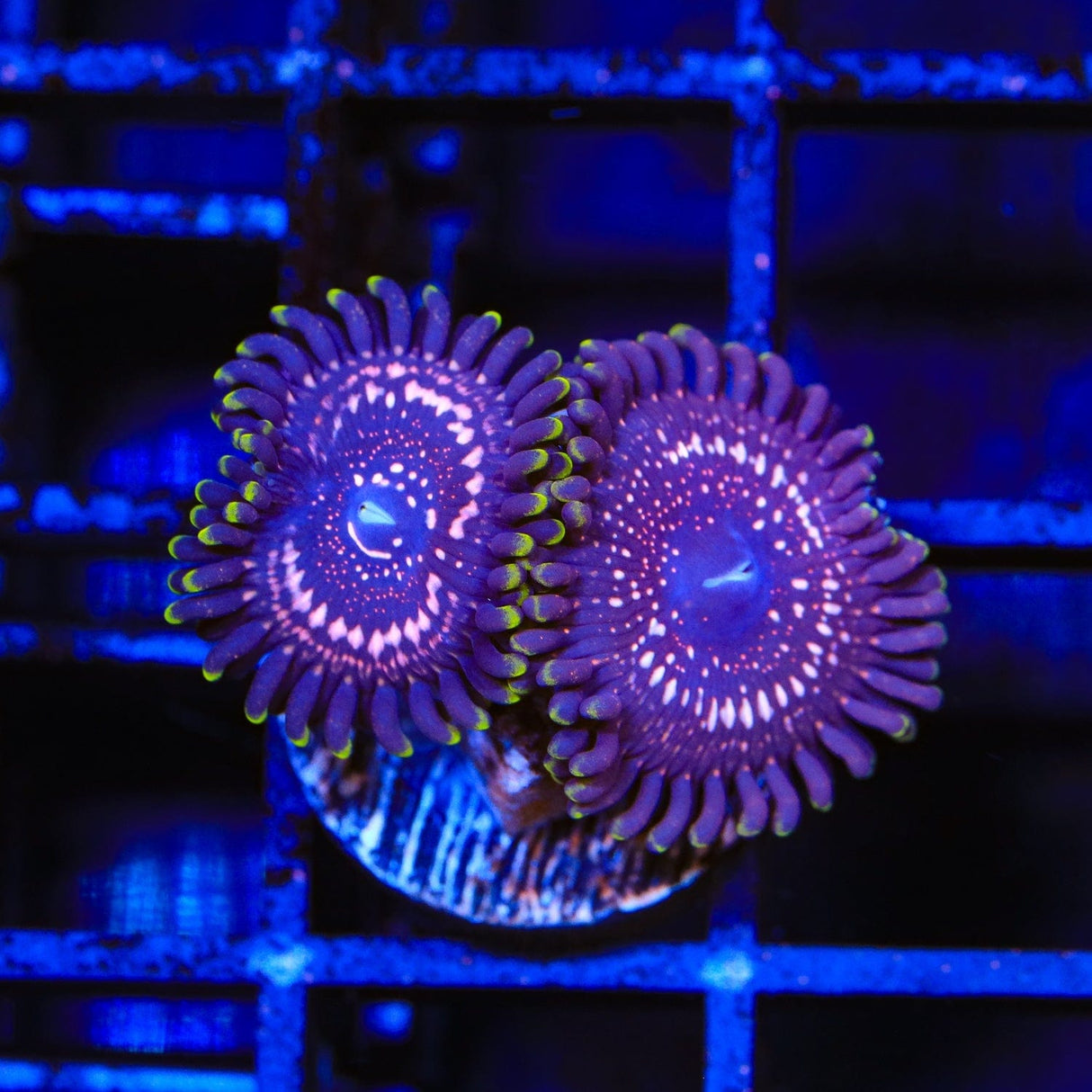 WWC Taser Zoanthids Coral