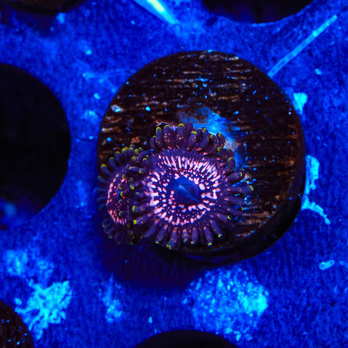 WWC Taser Zoanthids Coral