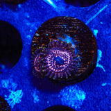 WWC Taser Zoanthids Coral