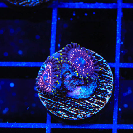 WWC Taser Zoanthids Coral