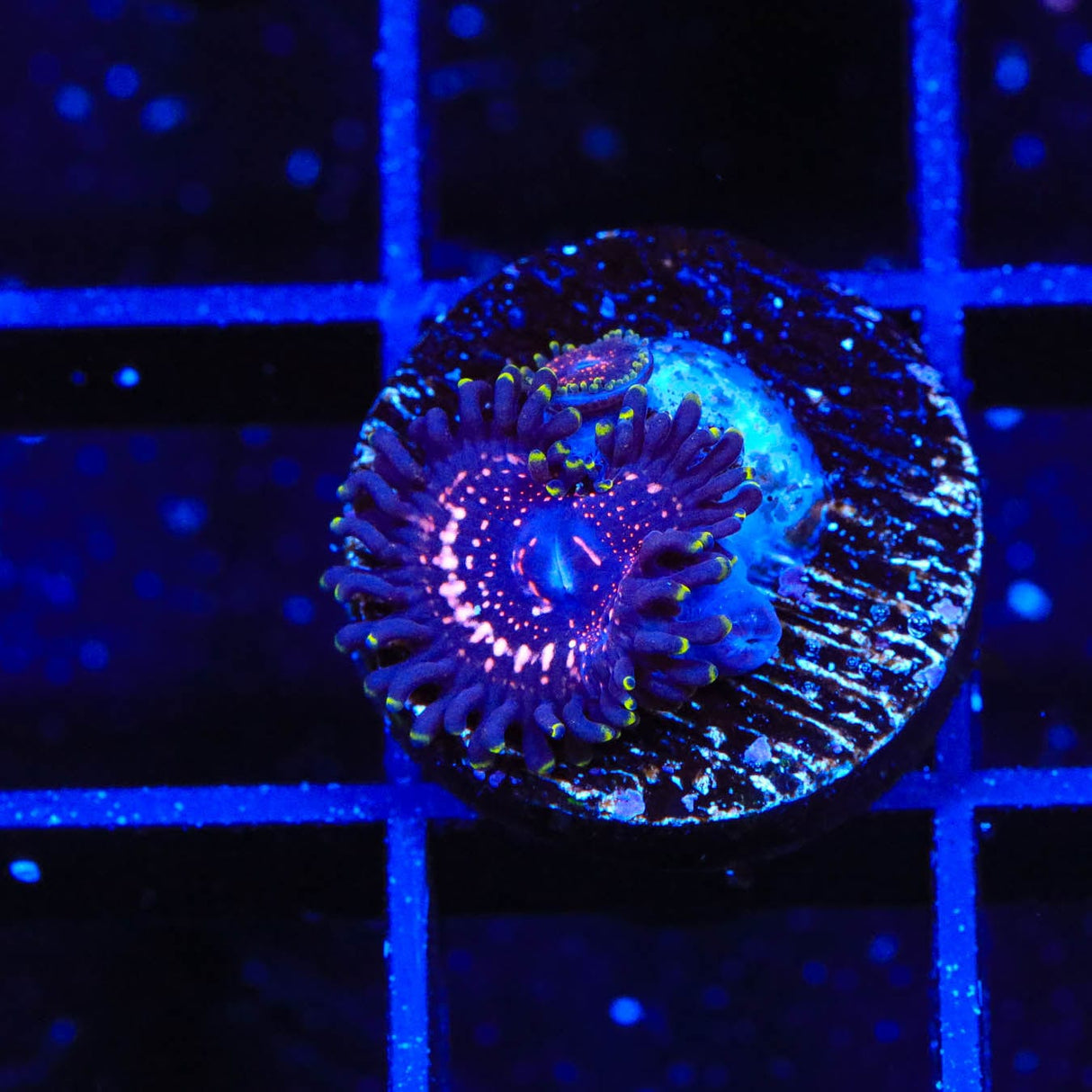 WWC Taser Zoanthids Coral