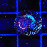 WWC Taser Zoanthids Coral