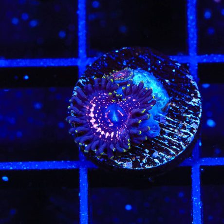 WWC Taser Zoanthids Coral