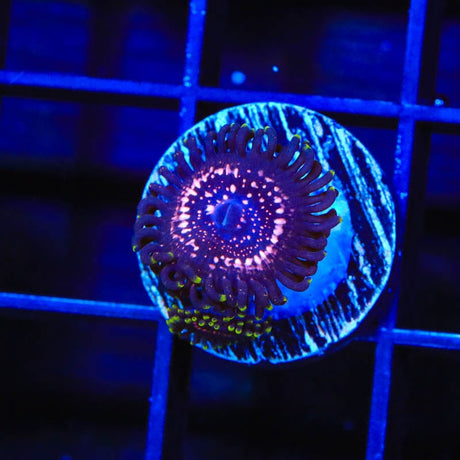 WWC Taser Zoanthids Coral