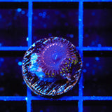 WWC Taser Zoanthids Coral