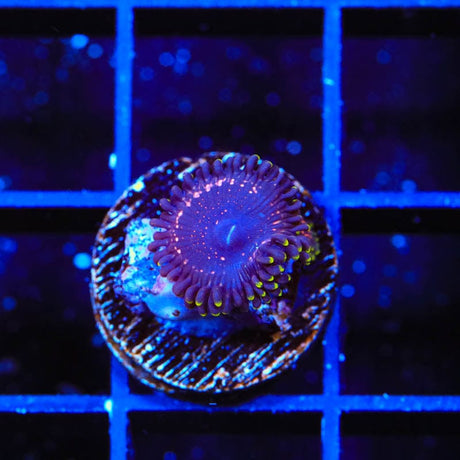 WWC Taser Zoanthids Coral