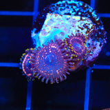 WWC Taser Zoanthids Coral