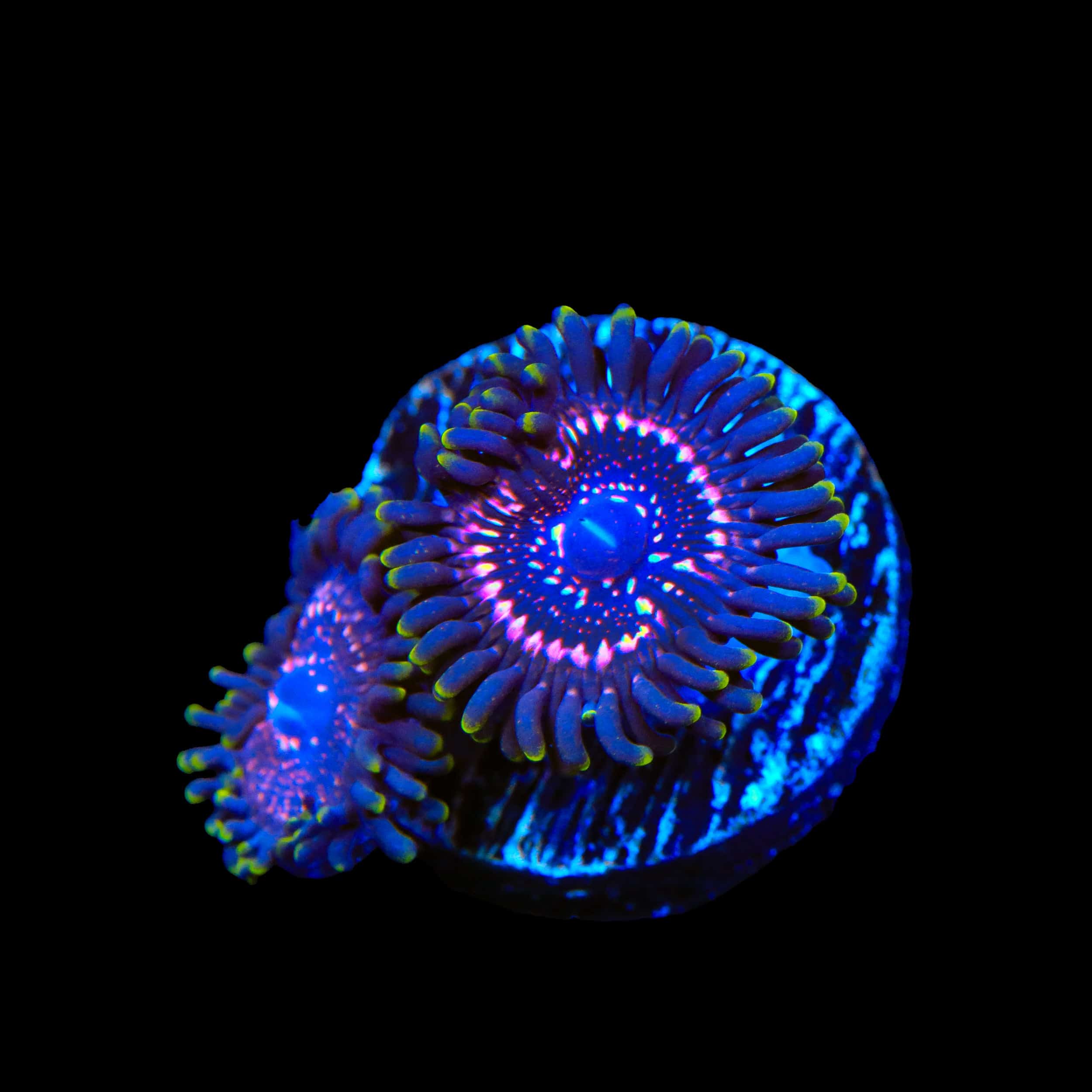 Taser Zoanthids Coral – Top Shelf Aquatics