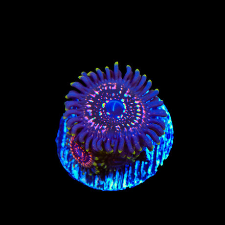 WWC Tasers Zoanthids Coral