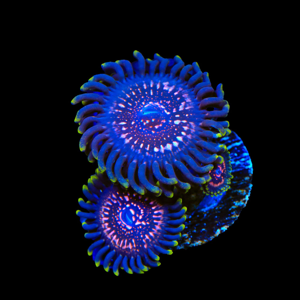 WWC Tasers Zoanthids Coral