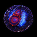 WWC Twizzler Zoanthids Coral