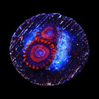 WWC Twizzler Zoanthids Coral