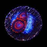 WWC Twizzler Zoanthids Coral