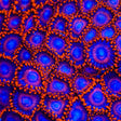 WWC Twizzler Zoanthids Coral
