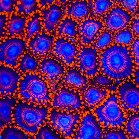 WWC Twizzler Zoanthids Coral