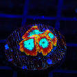 WWC Ultron Favia Coral