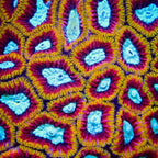 WWC Ultron Favia Coral