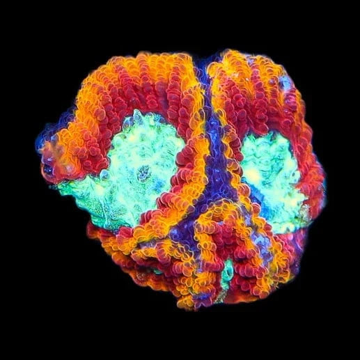 WWC Ultron Favia Coral