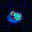 WWC Ultron Favia Coral