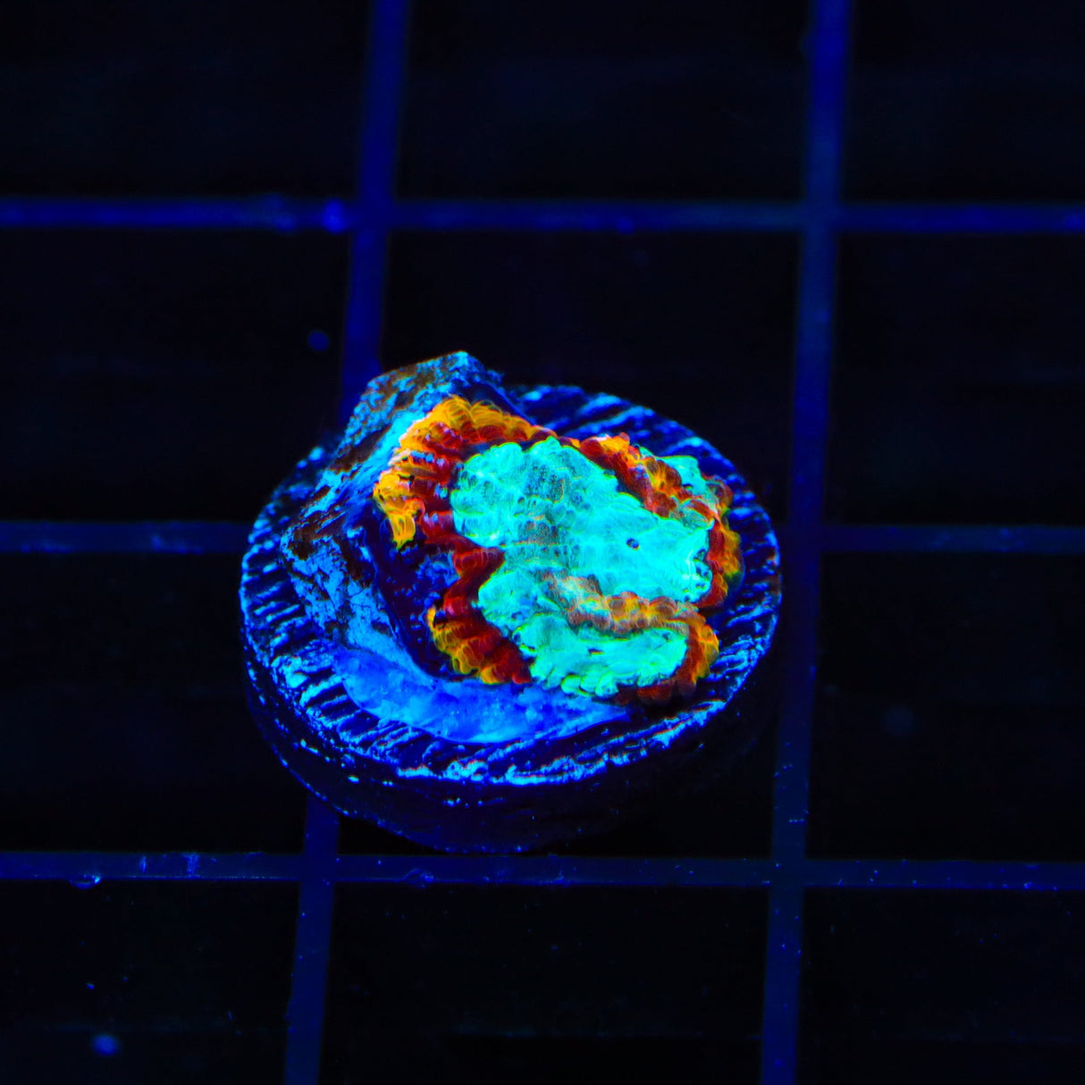 WWC Ultron Favia Coral