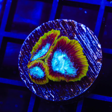WWC Ultron Favia Coral