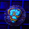 WWC Ultron Favia Coral