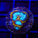 WWC Ultron Favia Coral