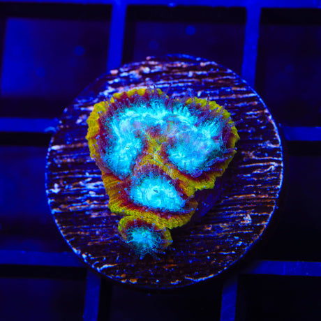 WWC Ultron Favia Coral