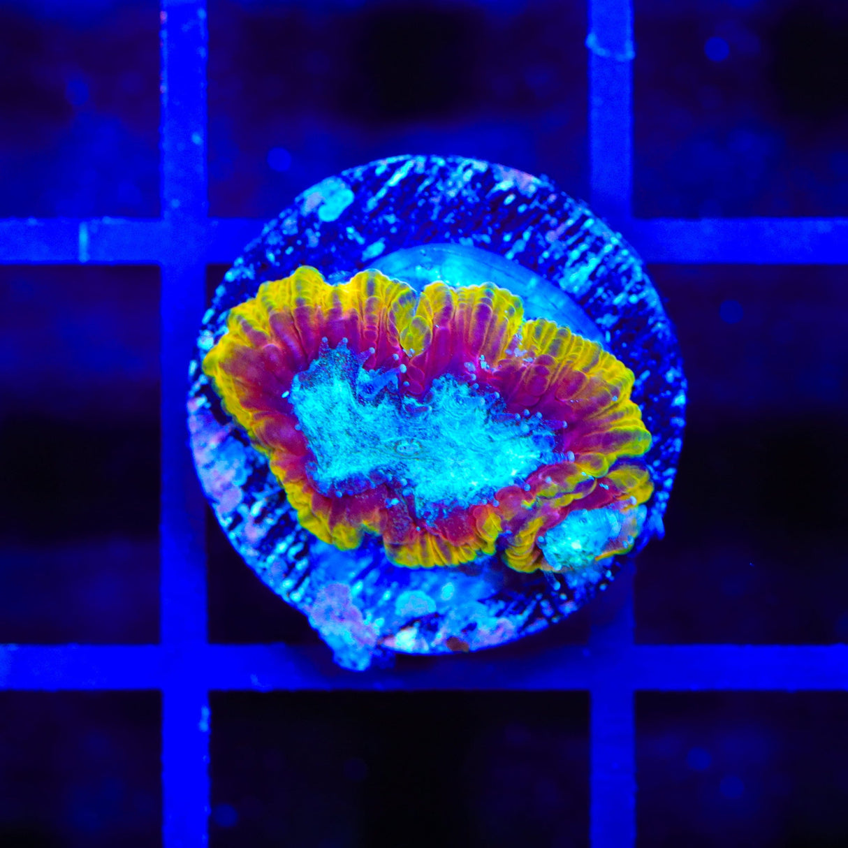 WWC Ultron Favia Coral