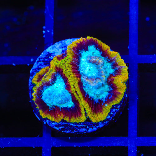 WWC Ultron Favia Coral