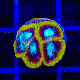 WWC Ultron Favia Coral