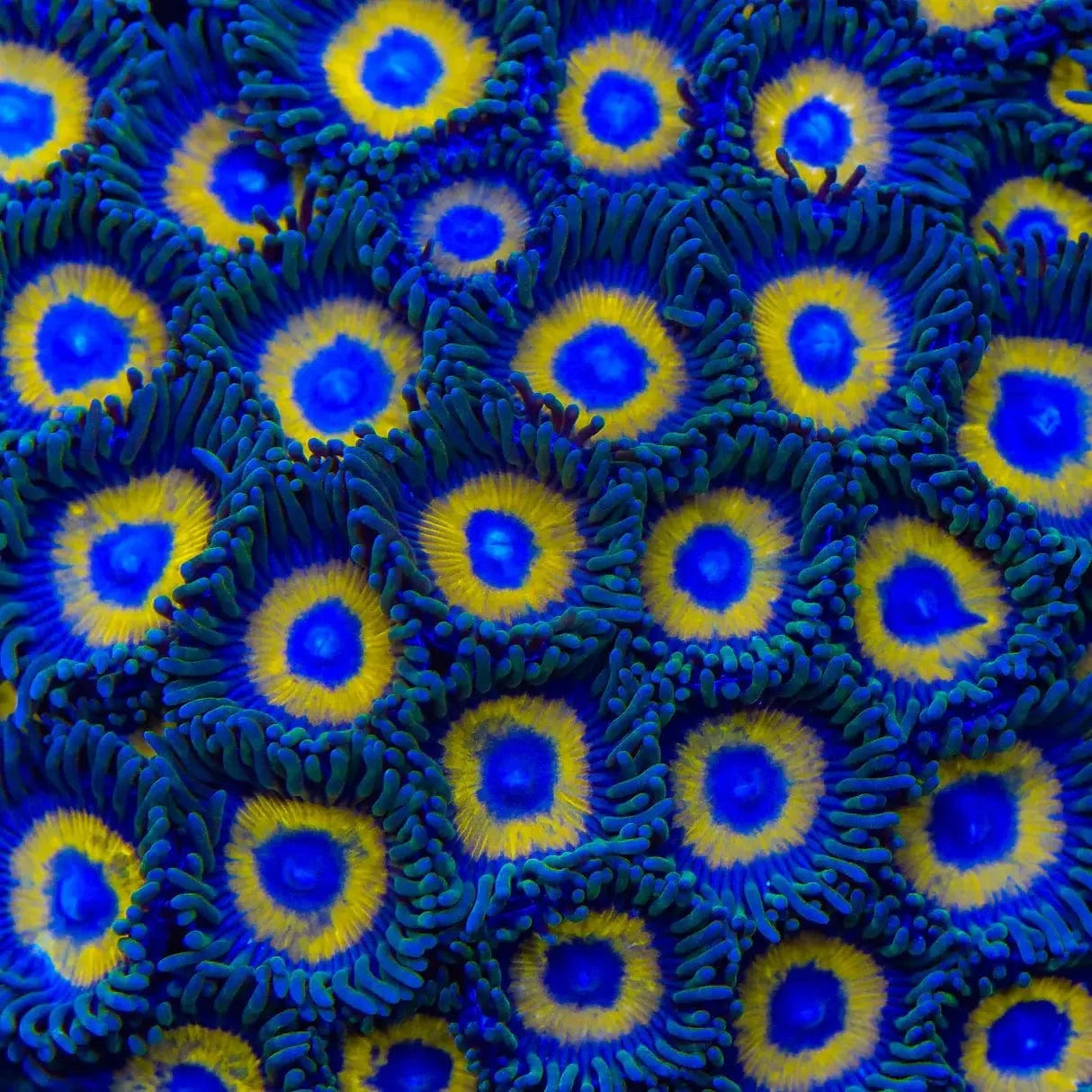 WWC Yellow Submarine Zoanthids Coral