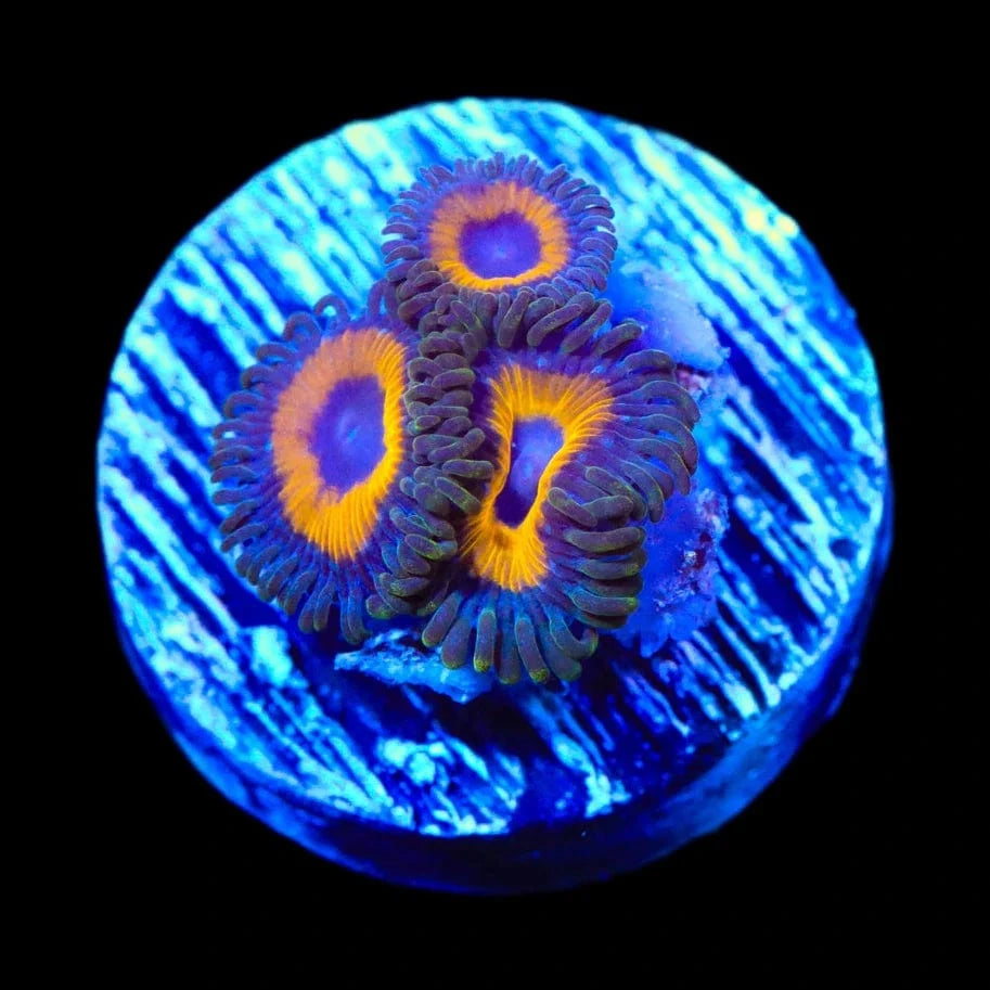 WWC Yellow Submarine Zoanthids Coral