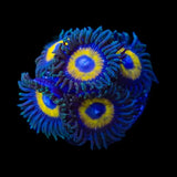 WWC Yellow Submarine Zoanthids Coral