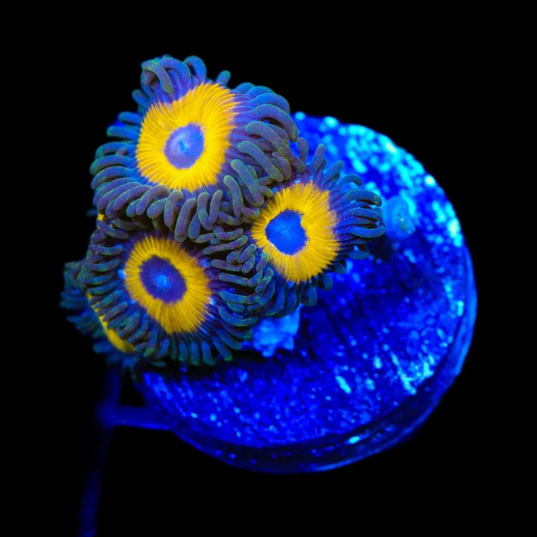 WWC Yellow Submarine Zoanthids Coral