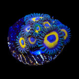 WWC Yellow Submarine Zoanthids Coral