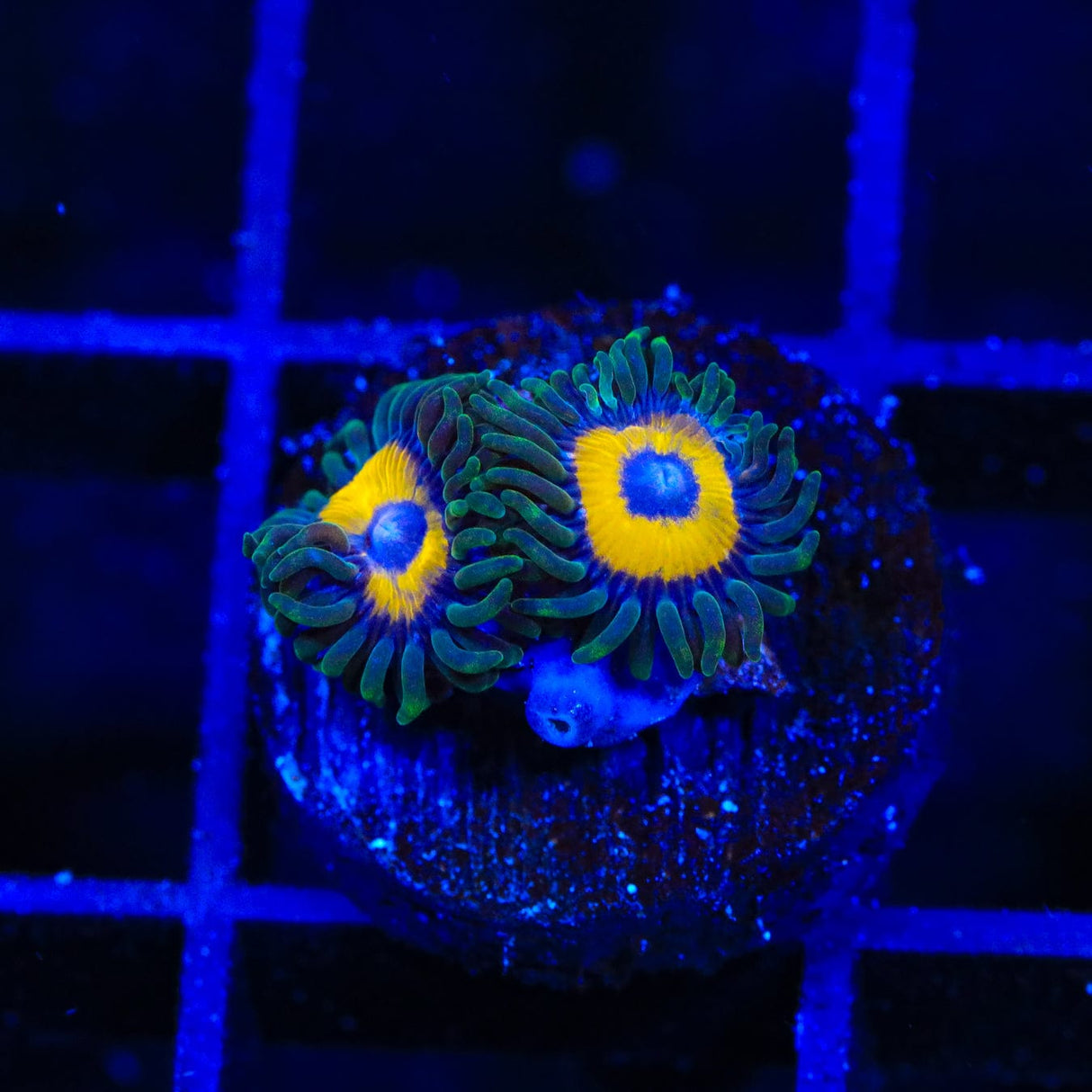 WWC Yellow Submarine Zoanthids Coral