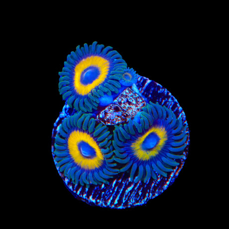 WWC Yellow Submarine Zoanthids Coral