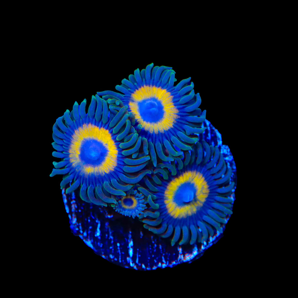 WWC Yellow Submarine Zoanthids Coral